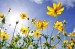 Yellow Cosmos Flower And Blue Sky Stock Photo