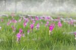 Siam Tulip Flower Field In Morning Mist Background Stock Photo