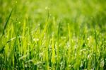 Drops Of Dew On A Rice Plant Stock Photo