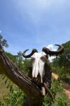 Animal Skull Stock Photo