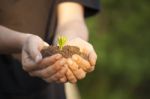 Hands Holding Seedleng Stock Photo