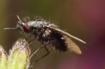 Bombylius Bee-fly Stock Photo