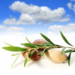 Stones And Olive Branch Stock Photo