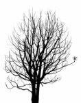 Dead Tree Without Leaves Isolated Stock Photo