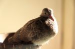 Zebra Dove Stock Photo