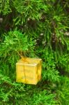 Small Gift Box On Pine Stock Photo