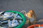 Cat Look At Tuna Fish Stock Photo