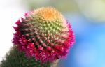 Cactus Blossoms Stock Photo