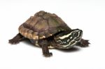 Turtle Stock Photo