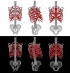 3d Rendered Illustration Of The Rib Cage Stock Photo