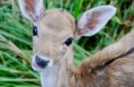 Portrait Of Deer Stock Photo