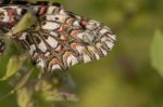 Spanish Festoon Butterfly (zerynthia Rumina) Stock Photo