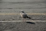 Young Gull Stock Photo