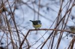 Blue Tit (cyanistes Caeruleus) Perching On A Twig Stock Photo