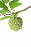 Custard Apple Stock Photo