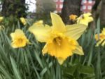 Narcissus In The Garden Stock Photo