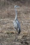 Grey Heron Stock Photo