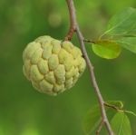 Fresh Custard Apple Stock Photo