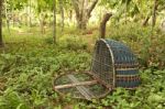 Handmade Bird Trap Stock Photo