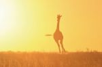 Giraffe - African Wildlife Background - Golden Gallop Stock Photo