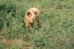 Pig On The Farm Stock Photo