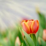 Tulip In The Garden Stock Photo