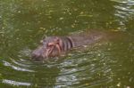 Hippopotamus Swimming In Water Stock Photo