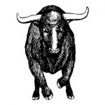 Bull On White Background Stock Photo