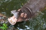 Hippopotamus Open Mouth In Water Stock Photo