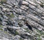 Brown Bear In Asturian Lands Stock Photo