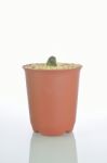 Cactus Stock Photo