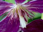 Closeup Purple Clematis Flower Stock Photo