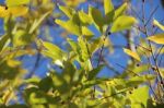 The Willow Tree Against An Especially Blue Sky, Israeli Summer 2016 Stock Photo