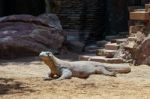 Fuengirola, Andalucia/spain - July 4 : Komodo Dragon (varanus Ko Stock Photo