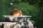 Eurasian Red Squirrel (sciurus Vulgaris) Stock Photo