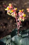 Echeveria Succulent Plant Flowers Stock Photo