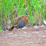 Female Mountain Bamboo Partridge Stock Photo