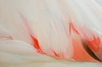 Greater Flamingo Feathers Stock Photo