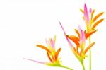 Heliconia Sassy Stock Photo