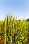 Green Barley Field On A Sunny Day Stock Photo