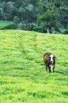 Country Cow Stock Photo