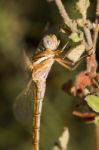 Red-veined Darter Stock Photo