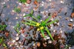 Small Wild Orchid On Waterlogged Area Stock Photo