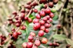 Coffee Beans Are Freshly Stock Photo