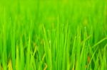 Close Up Rice Fields Stock Photo