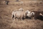 Sheep On The Farm Stock Photo