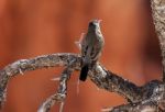 Clark's Nutcracker Resting On Dead Tree Stock Photo