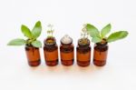 Holy Basil Essential Oil In A Glass Bottle With Fresh Holy Basil Stock Photo