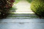 Summer Green Grass Step In Garden Stock Photo