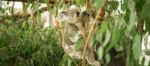 Koala In A Eucalyptus Tree Stock Photo